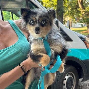 Breezy -  Pomeranian and Husky Dog for Adoption in Campton Hills, Illinois - Breezy | PetCurious