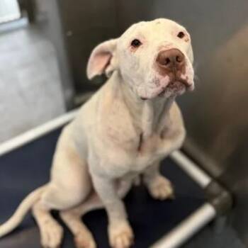 Rescue American Staffordshire Terrier Dogs for Adoption in Nampa, Idaho - Tina Snow | PetCurious