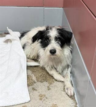 ARNOLD -  Schnauzer and Mixed Breed Dog for Adoption in Houston, Texas - ARNOLD | PetCurious