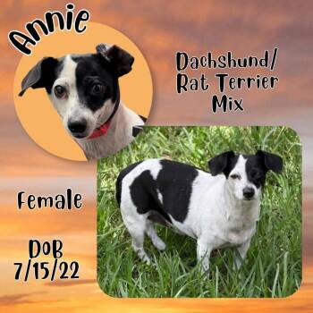 Annie -  Dachshund and Rat Terrier Dog for Adoption in Caldwell, Texas - Annie | PetCurious