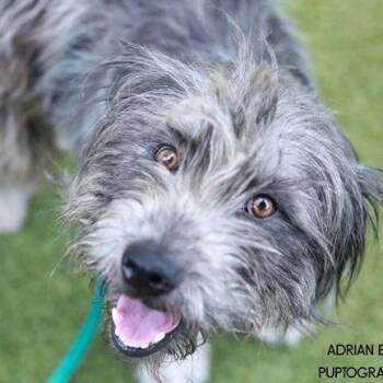 Schmear -  Bearded Collie and Mixed Breed Dog for Adoption in Nashville, Tennessee - Schmear | PetCurious