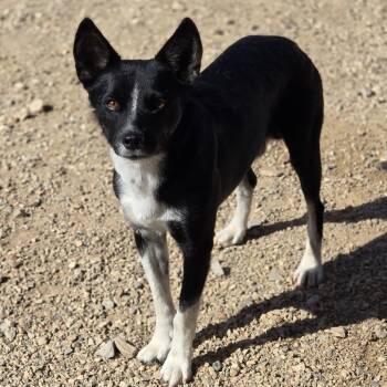 Pepino -  Mcnab and Mixed Breed Dog for Adoption in Wickenburg, Arizona - Pepino | PetCurious