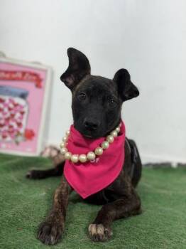 Callie-One of our Amazing Rescue Dogs -  Chihuahua and Italian Greyhound Dog for Adoption in Carlsbad, California - Callie-One Of Our Amazing Rescue Dogs | PetCurious