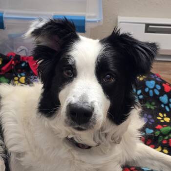 Border Collie Dogs Available for Adoption - Sophie | PetCurious