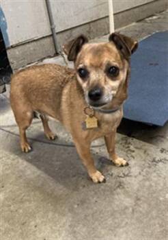 Chihuahua Dogs Available for Adoption in Camarillo, California - JAX | PetCurious