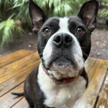 Bubbles -  Mixed Breed Dog for Adoption in Charleston, South Carolina - Bubbles | PetCurious