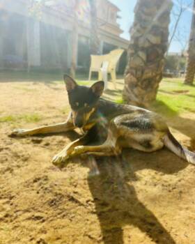 Mixed Breed Dogs Available for Adoption in New York, New York - Bella | PetCurious