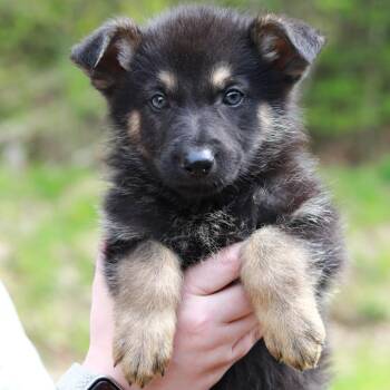 Shepherd and Mixed Breed Dogs Available for Adoption in Stormville, New York - CT Yellowstone Avail May 16 | PetCurious