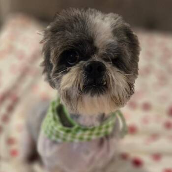 Shih Tzu Dogs Available for Adoption - Jack | PetCurious