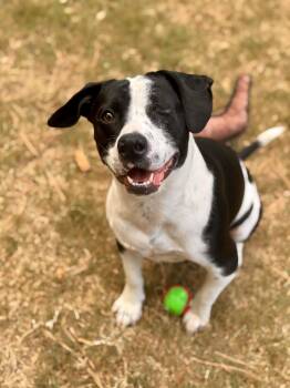 Buddy, one eye -  Bulldog and Labrador Retriever Dog for Adoption in Brierfield, Alabama - Buddy, One Eye | PetCurious