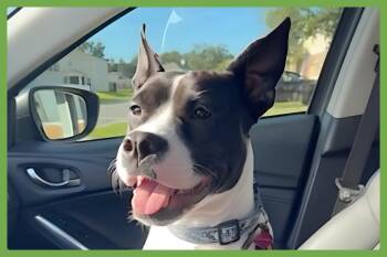 Rescue American Staffordshire Terrier Dogs for Adoption in Amherst, Massachusetts - Katie | PetCurious