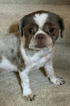 Gidget -  Shih Tzu Dog for Adoption in Normal, Illinois - Gidget | PetCurious