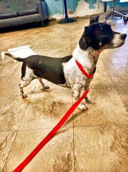 Mixed Breed Dogs Available for Adoption - Glitter | PetCurious