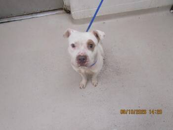 (55) -  Pit Bull Terrier Dog for Adoption in Marietta, Georgia - (55) | PetCurious