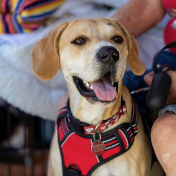 Randy -  Pit Bull Terrier and Cocker Spaniel Dog for Adoption in Costa Mesa, California - Randy | PetCurious