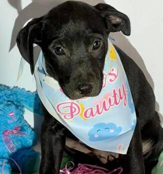 Labrador Retriever Dogs Available for Adoption in Grand Bay, Alabama - Oliver | PetCurious