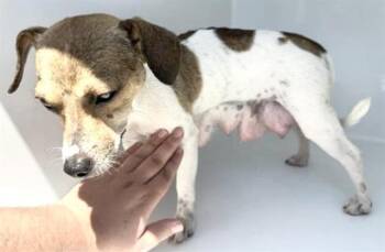 Chihuahua and Mixed Breed Dogs Available for Adoption in Houston, Texas - A656062 | PetCurious