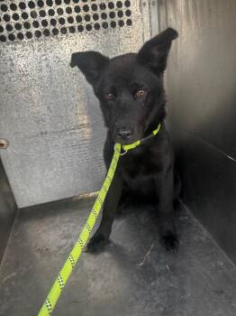 Cicada -  German Shepherd Dog Dog for Adoption in Rockport, Texas - Cicada | PetCurious