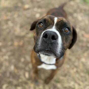 Pit Bull Terrier Dogs Available for Adoption in Lake Panasoffkee, Florida - Bren Bren | PetCurious