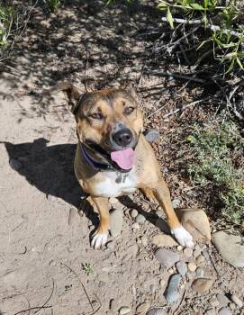Rescue American Staffordshire Terrier Dogs for Adoption in Nucla, Colorado - Molly | PetCurious