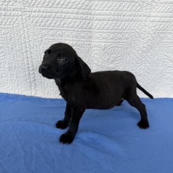 Chopsticks -  Terrier Dog for Adoption in Carencro, Louisiana - Chopsticks | PetCurious