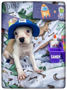 Sandy -  American Staffordshire Terrier Dog for Adoption in Sebring, Florida - Sandy | PetCurious