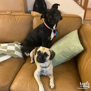 Tina -  Pug Dog for Adoption in Washington, District Of Columbia - Tina | PetCurious