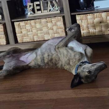 Joliet Bale (Jolie) -  Greyhound Dog for Adoption in Venice, Florida - Joliet Bale (Jolie) | PetCurious