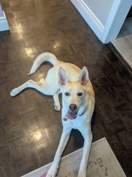 Mila -  Husky and White German Shepherd Dog for Adoption in Pointe-claire, Quebec - Mila | PetCurious
