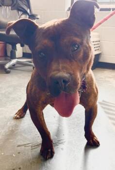 Mixed Breed Dogs Available for Adoption - Heath | PetCurious