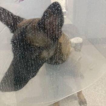 Storm -  Belgian Shepherd Malinois and Dutch Shepherd Dog for Adoption in Lake Havasu City, Arizona - Storm | PetCurious