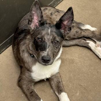Johnny Ringo -  Border Collie and Australian Shepherd Dog for Adoption - Johnny Ringo | PetCurious