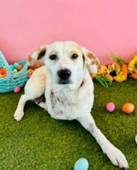Beagle and Mixed Breed Dogs Available for Adoption in Kansas City, Missouri - Easter | PetCurious