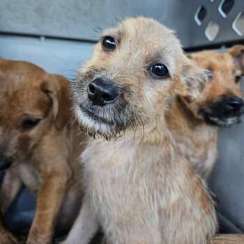 Terrier and Mixed Breed Dogs Available for Adoption in Lake Jackson, Texas - Comet | PetCurious