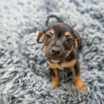 Jumping Spider -  Terrier and Mixed Breed Dog for Adoption in Gainesville, Georgia - Jumping Spider | PetCurious