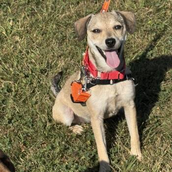 Rescue Mixed Breed Dogs for Adoption - Chili Cheese | PetCurious