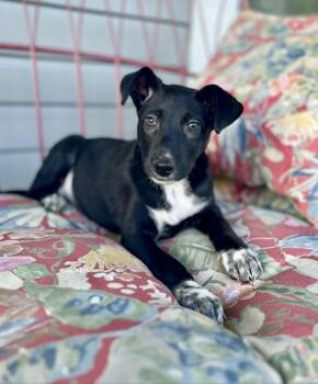Labrador Retriever and Border Collie Dogs Available for Adoption in Gulfport, Mississippi - Ducky | PetCurious
