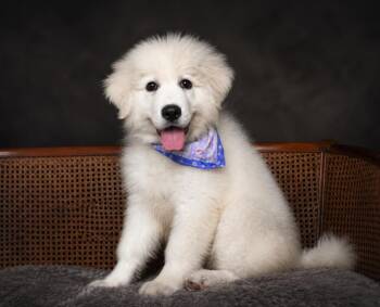 Sailor -  Great Pyrenees Dog for Adoption in Cheboygan, Michigan - Sailor | PetCurious