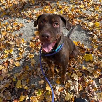 Rooster -  Doberman Pinscher and Chocolate Labrador Retriever Dog for Adoption - Rooster | PetCurious
