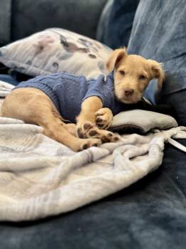 Goldendoodle and Labrador Retriever Dogs Available for Adoption - Simba | PetCurious