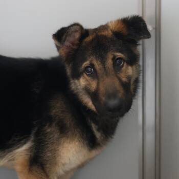 CHUNKY -  German Shepherd Dog Dog for Adoption in San Antonio, Texas - CHUNKY | PetCurious
