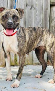 AC-4777 "Sol" -  Pit Bull Terrier Dog for Adoption in Conyers, Georgia - AC-4777 "Sol" | PetCurious