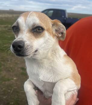 Chihuahua Dogs Available for Adoption - Cheetoh | PetCurious