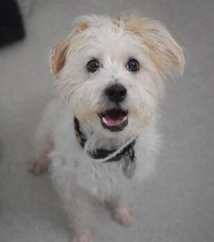 Cairn Terrier Dogs Available for Adoption - Scooter | PetCurious