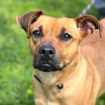 Kalani -  Mixed Breed Dog for Adoption in Huntington, West Virginia - Kalani | PetCurious