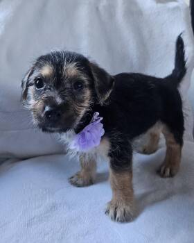 Rescue Terrier and Schnauzer Dogs for Adoption - Amy | PetCurious