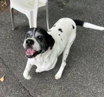 Rescue Labrador Retriever and Hound Dogs for Adoption in Southbury, Connecticut - Zeke | PetCurious