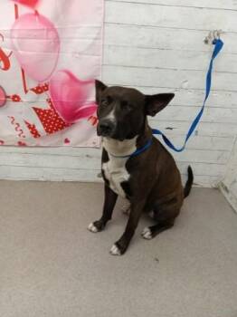 Pit Bull Terrier and Mixed Breed Dogs Available for Adoption - BABY GIRL | PetCurious