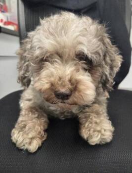 Gulliver -  Poodle Dog for Adoption in Malvern, Pennsylvania - Gulliver | PetCurious