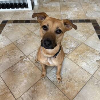 Tajin -  Hound and Terrier Dog for Adoption in Mico, Texas - Tajin | PetCurious